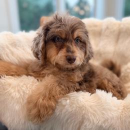 Fox - Brown merle male Aussiedoodle puppy in North Royalton, Ohio from Johnson's Doodles