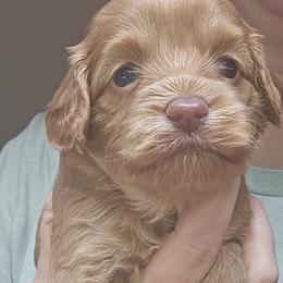 Yellow Female - Buff and white female Cockapoo puppy in Mocksville, North Carolina from Hunting Creek Farms