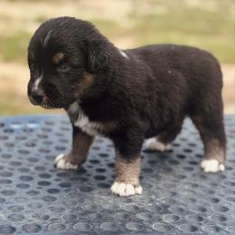 Putzie - Black tri-color male Australian Shepherd puppy in Uvalda, Georgia from Happy Ours Australian Shepherds
