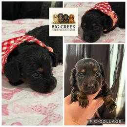 Chloe - Black and tan female Dachshund puppy in Durant, Oklahoma from Big Creek Mini Dachshund