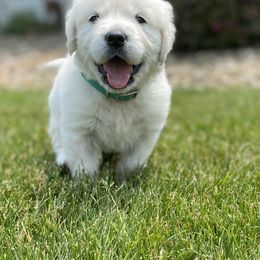 Golden Retriever Puppies from Luckie Puppies