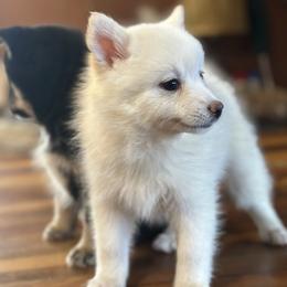 Athena - White female Pomsky puppy in Oak Harbor, Washington from Island Pomskies