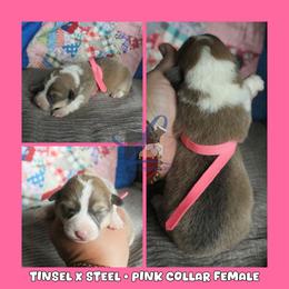 Pink Female - Sable female Pembroke Welsh Corgi puppy in Wayne City, Illinois from Lash Livestock & Corgis