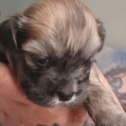 Elon - Brindle male Lhasa Apso puppy in Fort Worth, Texas from Cynthia's Lhasa Apsos