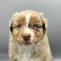 Australian Shepherd Puppies from Cedar Creek Aussies