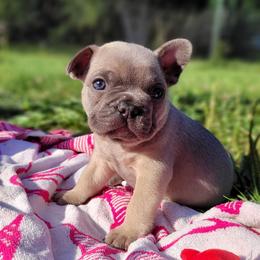 Ash (Light green) - Blue fawn male French Bulldog puppy in Montrose, Michigan from C.Lee Family Frenchies
