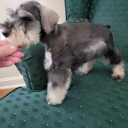 Miniature Schnauzer Puppies from Southpaw Schnauzers