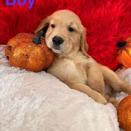Golden Retriever Puppies from American True Golden retriever