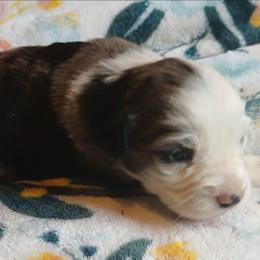 Tornado - Blue merle male Miniature Australian Shepherd puppy in Penn Valley, California from Ghostfire Mini Aussies