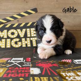 Gable - Black tri-color male Australian Shepherd puppy in Kearney, Nebraska from Helix Aussies
