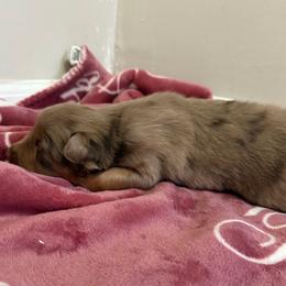 Charming - Red merle male Australian Shepherd puppy in East Hartford, Connecticut from CT Aussies