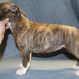 Female 1 - Brown brindle female American Staffordshire Terrier puppy in Ninety Six, South Carolina from Emerald Creek Kennel