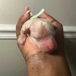 Poodle Puppies from J'Adore Doodles