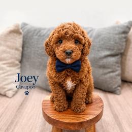 Joey - Red male Cavapoo puppy in Ormond Beach, Florida from Florida Coast Doodles