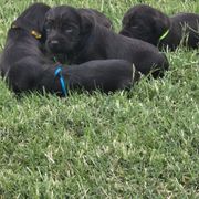 Boy 3 - Liver Boykin Spaniel puppy in Fallscity, Texas from Ciblo Creek Spaniels