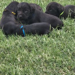 Boy 3 - Liver Boykin Spaniel puppy in Fallscity, Texas from Ciblo Creek Spaniels