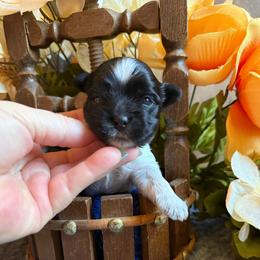 Mighty Mouse - Parti male Yorkshire Terrier puppy in Howe, Oklahoma from Ray Holder