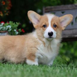 Oscar - Red male Pembroke Welsh Corgi puppy in Pollock, Missouri from Northstar