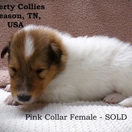 Pink Collar, Sable Headed White Female - White female Collie puppy in Gleason, Tennessee from Liberty Collies