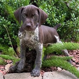 Sierra-Purple Collar - Liver and white female German Shorthaired Pointer puppy in Conroe, Texas from Tipsy Rabbit GSP TopDog Kennel