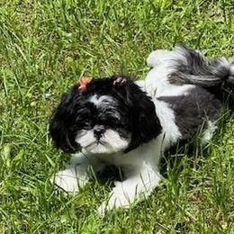 Shihpoo and Shih Tzu Puppies from Fuller Shih Tzus