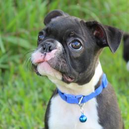 Dino - Black brindle and white male Boston Terrier puppy in Brooksville, Florida from Delamorés Pups
