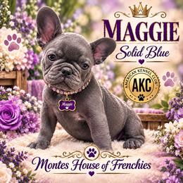 Maggie - Blue female French Bulldog puppy in Avondale, Arizona from Montes House of  Frenchies