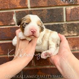 Kilkenny - Chocolate merle female Bernedoodle puppy in Owasso, Oklahoma from Kallams Bernedoodles & Bernese Mountain Dogs