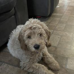 Goldendoodles from Wanda's Goldendoodles