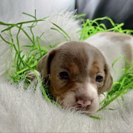 Baby - Chocolate and cream female Dachshund puppy in Fort Worth, Texas from Louis' Litters