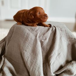 Goldendoodle Puppies from J&J Doodles