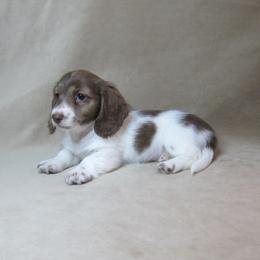 Brindi - Brindle female Dachshund puppy in Pana, Illinois from Doxie Waggin Tails