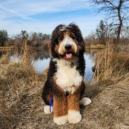 Sasha - Bernedoodle