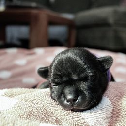 Staffordshire Bull Terrier Puppies from Ol'Wood Staffords