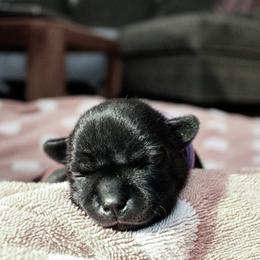 Staffordshire Bull Terrier Puppies from Ol'Wood Staffords