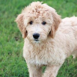 Goldendoodles from Windmill Doodles