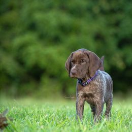 German Shorthaired Pointer and Vizsla Puppies from Nosam Kennels