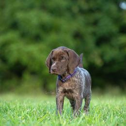 German Shorthaired Pointer and Vizsla Puppies from Nosam Kennels