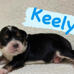 Keely (Male 3) - Black tri-color male Aussiedoodle puppy in South Central, Pennsylvania from Windy Hills Mini Aussies & Doodles