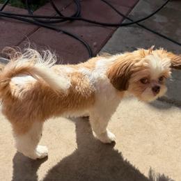 Buster - Sable and white male Shih Tzu puppy in Victorville, California from RUMBLE n TUMBLE