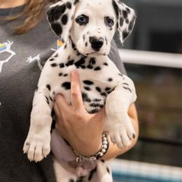 Thunder - White and black male Dalmatian puppy in Cleveland, Texas from Arrowhead Dalmatians