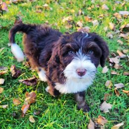 Rosey - female Australian Mountain Doodle puppy in Kimball, Michigan from Perfect Companion Puppies