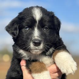 Luke - Black tri-color male Australian Shepherd puppy in Uvalda, Georgia from Happy Ours Australian Shepherds