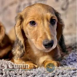 Cumin - Cream male Dachshund puppy in Cave Junction, Oregon from Rockindachs