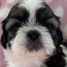 Xiao Jin (Little Gold) -AKC Champion Bloodline - Gold and white female Shih Tzu puppy in Long Beach, California from Prieto Shih-Tzu's