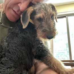 Airedale Terrier Puppies from Blue Ridge Airedale's of Virginia