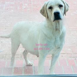 Scarlett - Labrador Retriever
