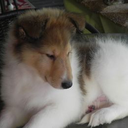 Collies from Collies Noble Majestic Angels