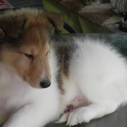 Collies from Collies Noble Majestic Angels