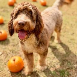 Cooper - Brown male Bernedoodle puppy in Winfield, Alabama from Rose Lane Doodles